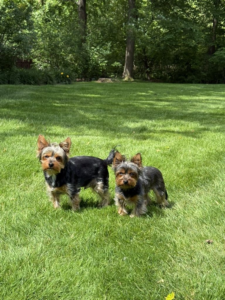 Andrew's Yorkies, Arthur and Alfie